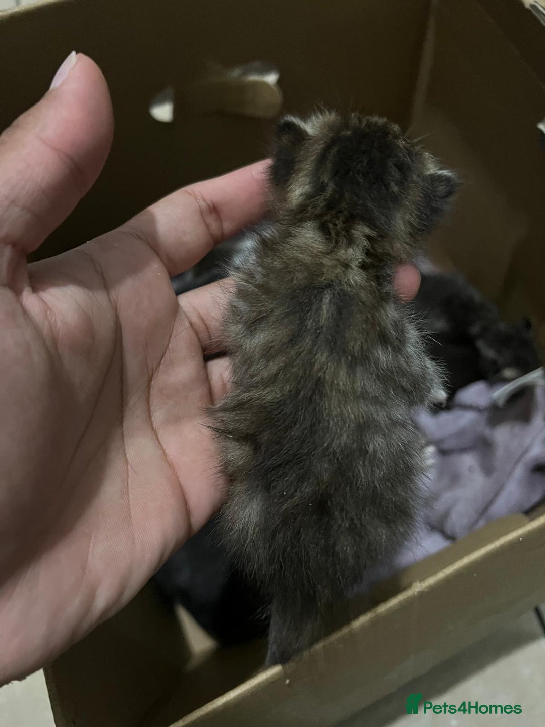 Domestic Shorthair cats for sale: cat and kittens for rehoming - Image 14