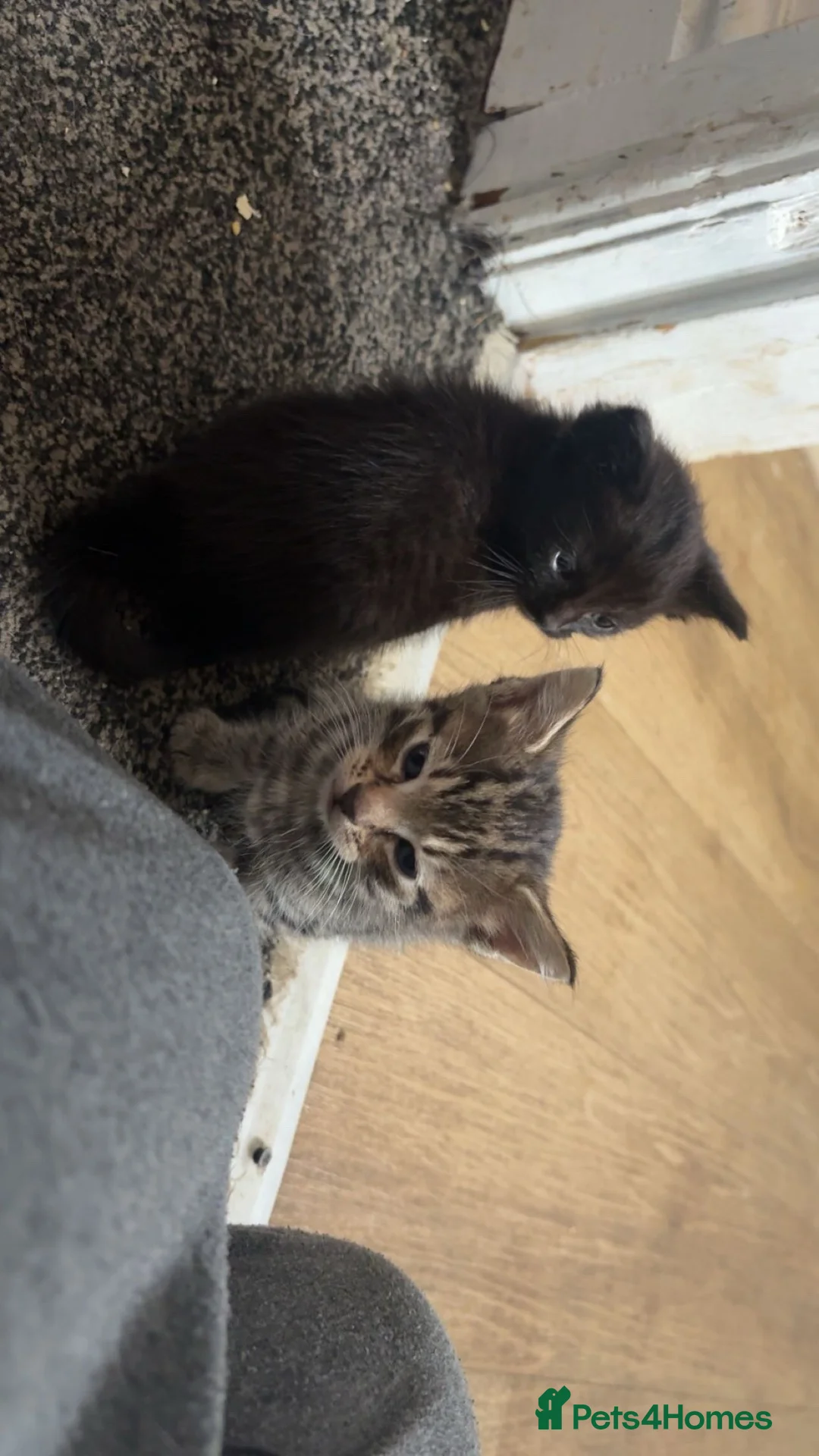Egyptian Mau cats for sale: 4 kittens for sale  in Banbury - Advert 2