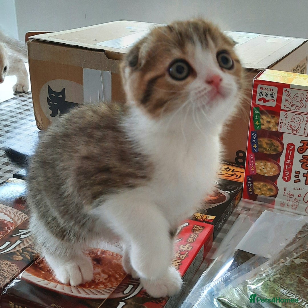 Scottish Fold cats for sale: TICA Registered Scottish Fold Two Spayed Kittens  - Image 13