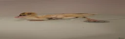Chickens poultry for sale: Orphington chicks for sale  - Advert 10