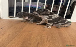 French Bulldog dogs for sale: beautiful frenchies - Image 19