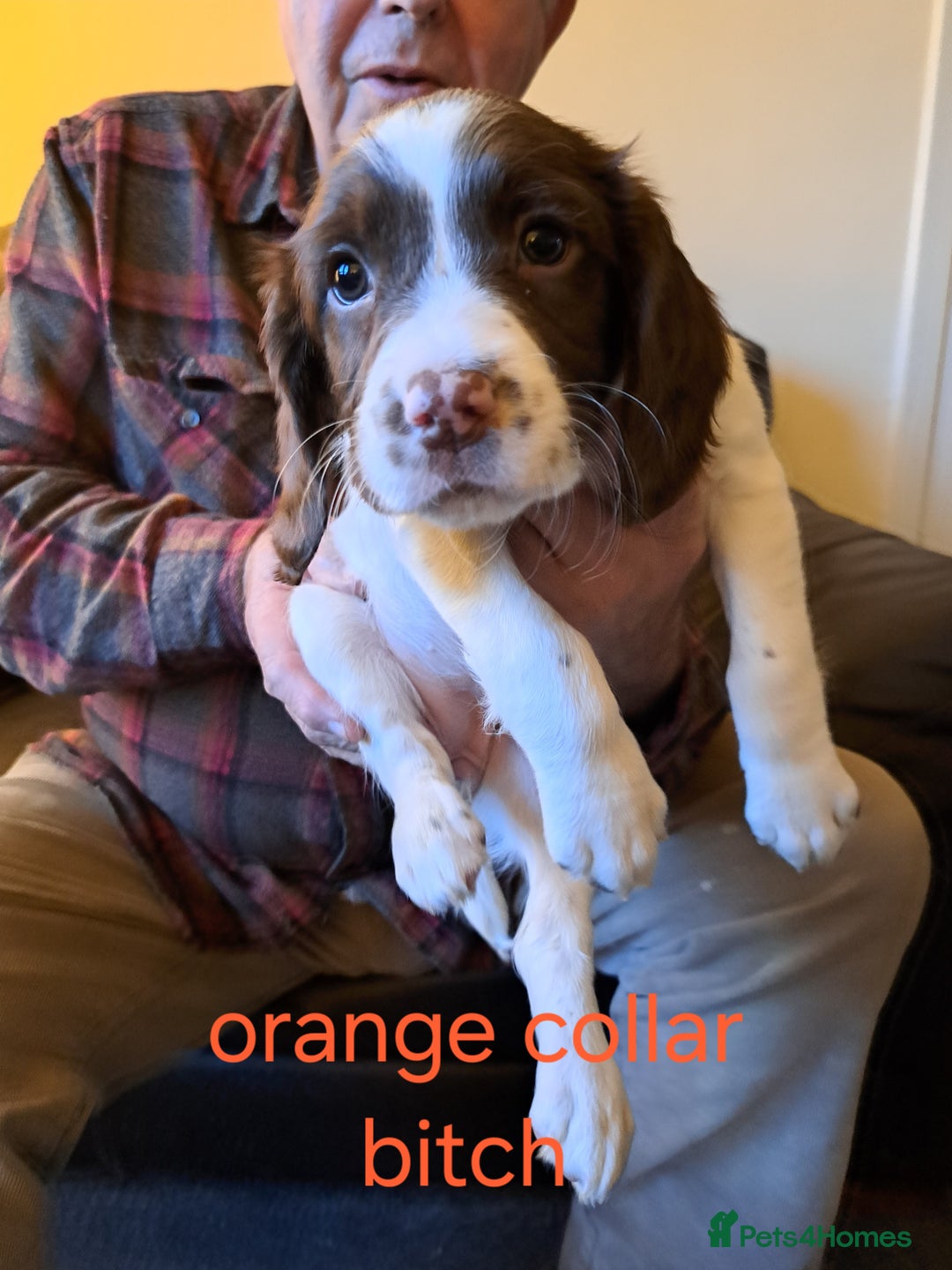 English Springer Spaniel dogs for sale: English springer spaniels  - Advert 6