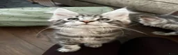 Maine Coon cats for sale: Mulberry’s marvellous creations ❤️ in Lowestoft - Advert 32