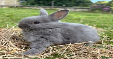 Netherland Dwarf rabbits - Advert 1