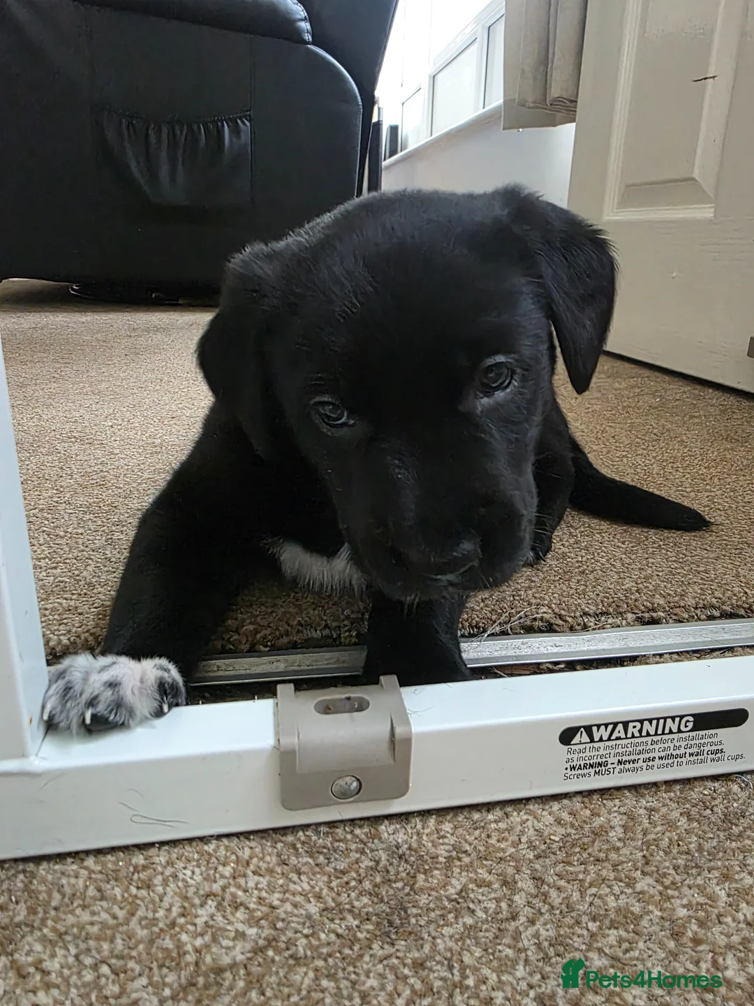 Mixed Breed dogs for sale: 5 week old kelpie x cane corso puppy for sale - Advert 4