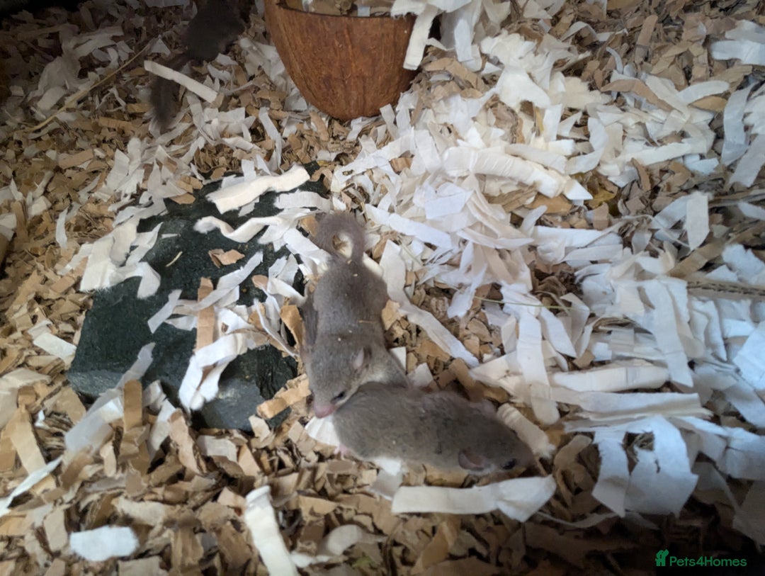 Mouse rodents for sale: Pieds and browns African pygmy dormice!!   - Image 10