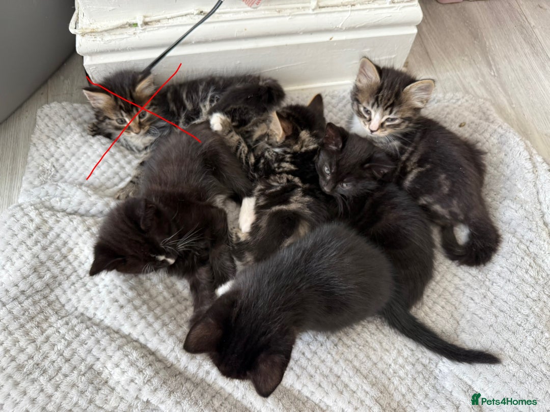 Mixed Breed cats for sale: 3 Kittens for sale - Image 1