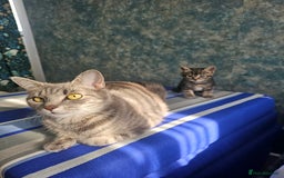 Mixed Breed cats for sale: Kittens 8 weeks old  - Image 1