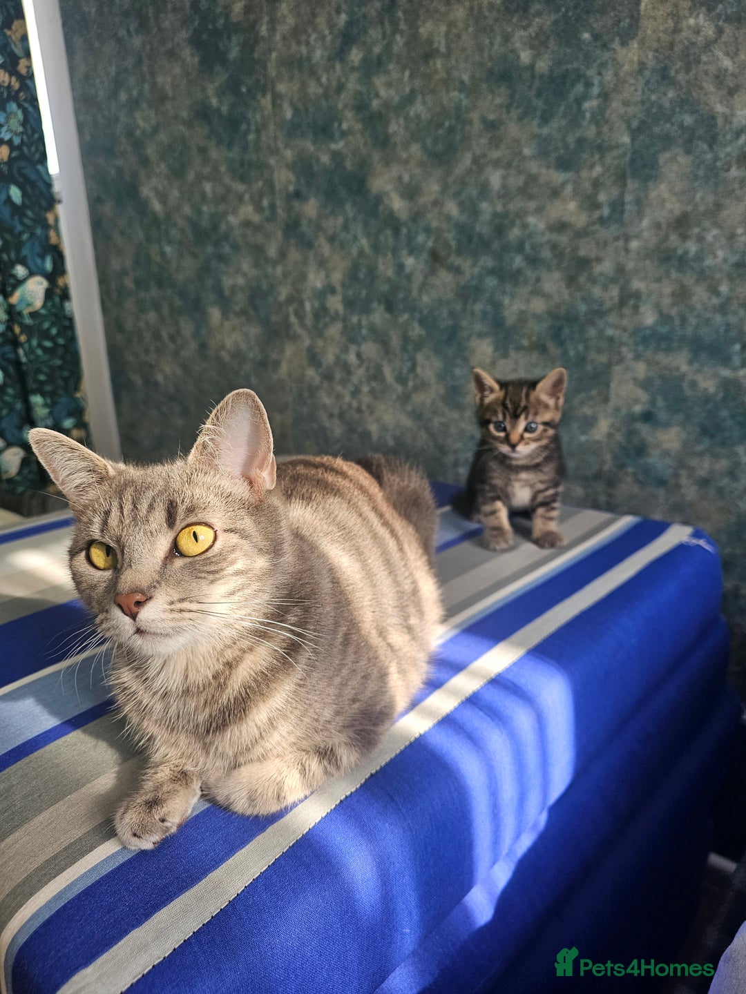 Mixed Breed cats for sale: Kittens 8 weeks old  - Image 1