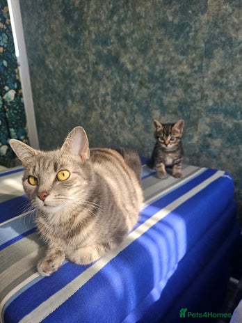 Mixed Breed cats - Advert 3