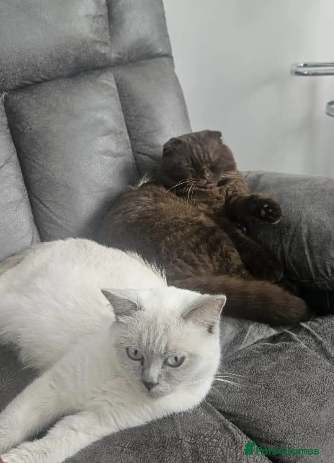 Scottish Fold cats for sale: Scottish fold and stright kittens  - Advert 2