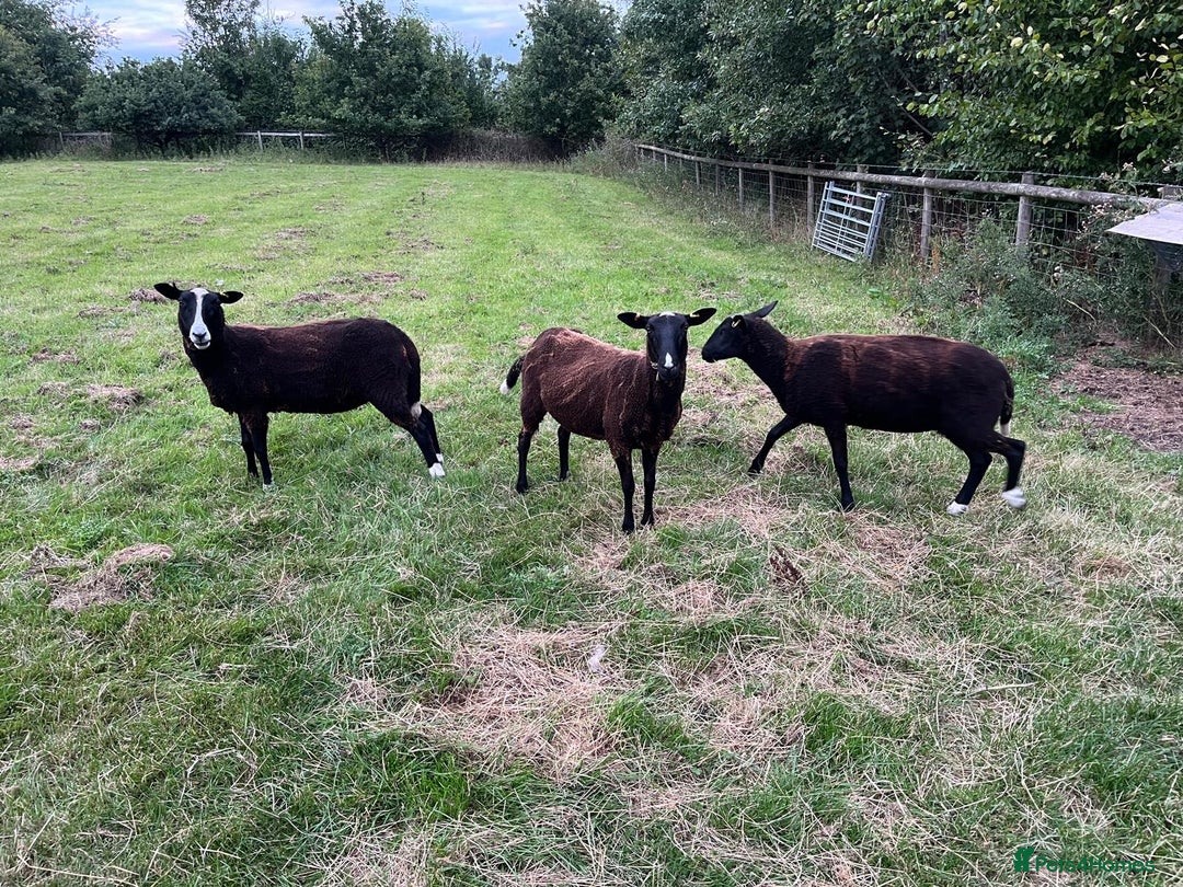 Sheep livestock for sale: 3 Zwarbles X shearlings - Image 2