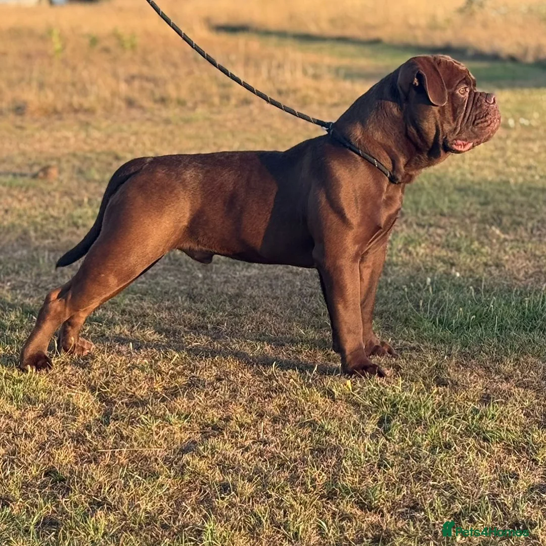 Olde English Bulldogge dogs for stud: Don Julio up for stud 🥃 🇧🇷 🇬🇧  - Advert 4