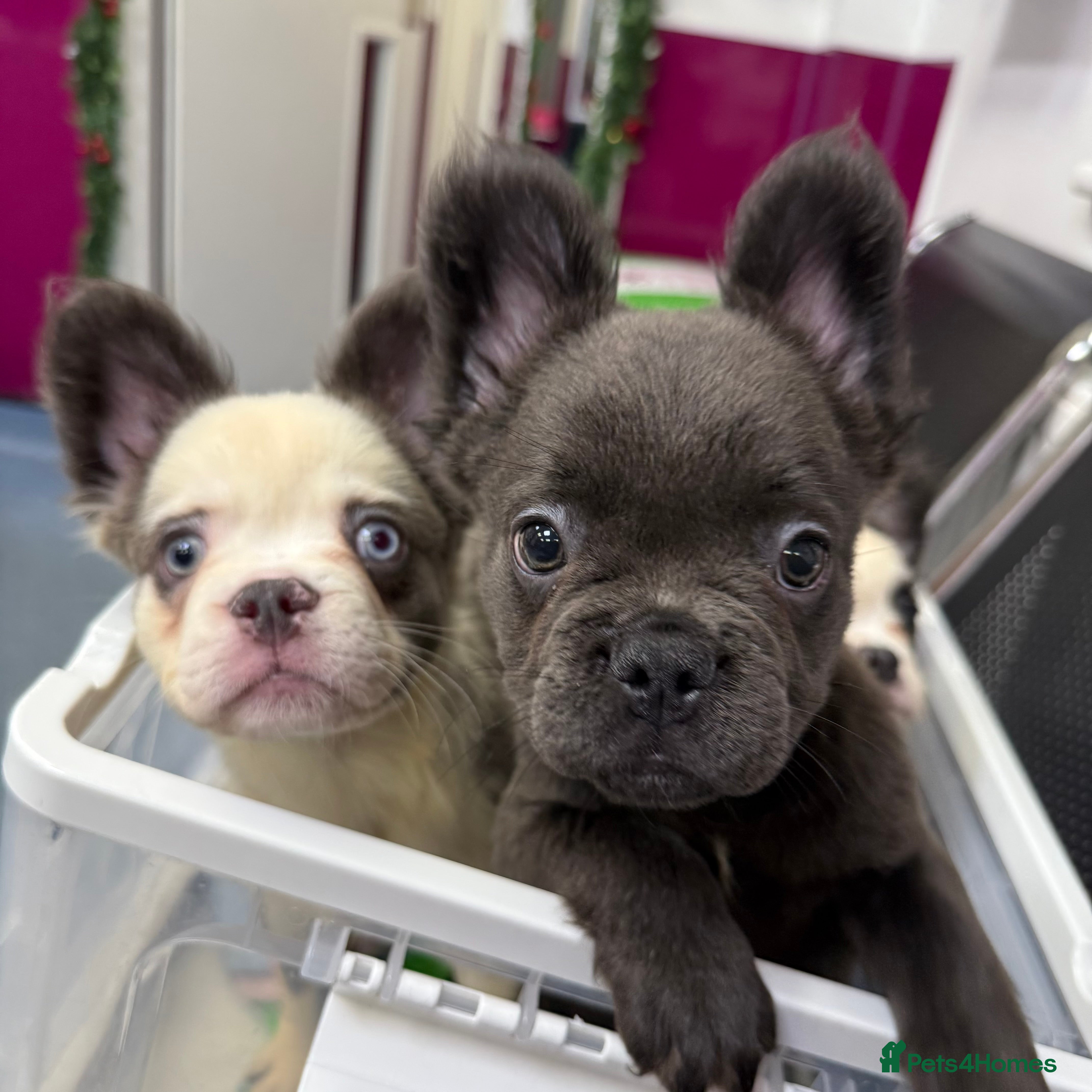 French Bulldog dogs Price reduced!! Fluffy frenchie ready to leave  - Advert 4