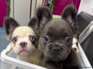 French Bulldog dogs Price reduced!! Fluffy frenchie ready to leave - Advert 2