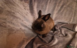 Netherland Dwarf rabbits for sale: Cute little netherland dwarf boys  - Image 4