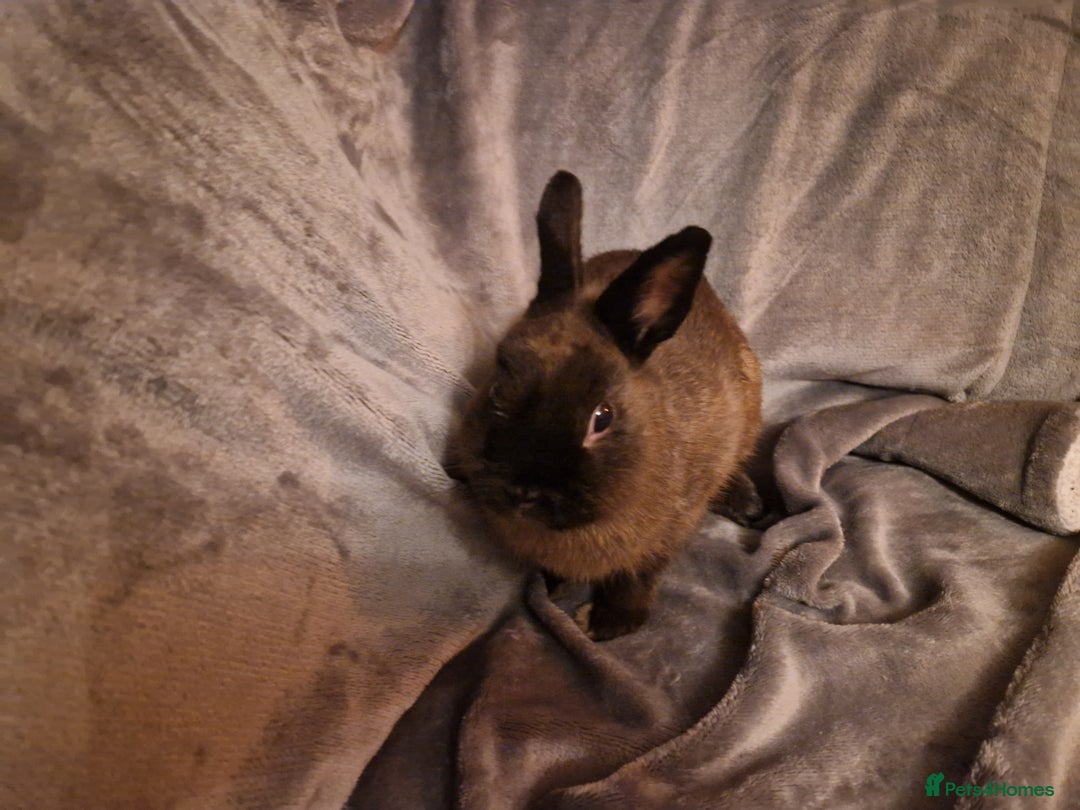 Netherland Dwarf rabbits for sale: Cute little netherland dwarf boys  - Image 4