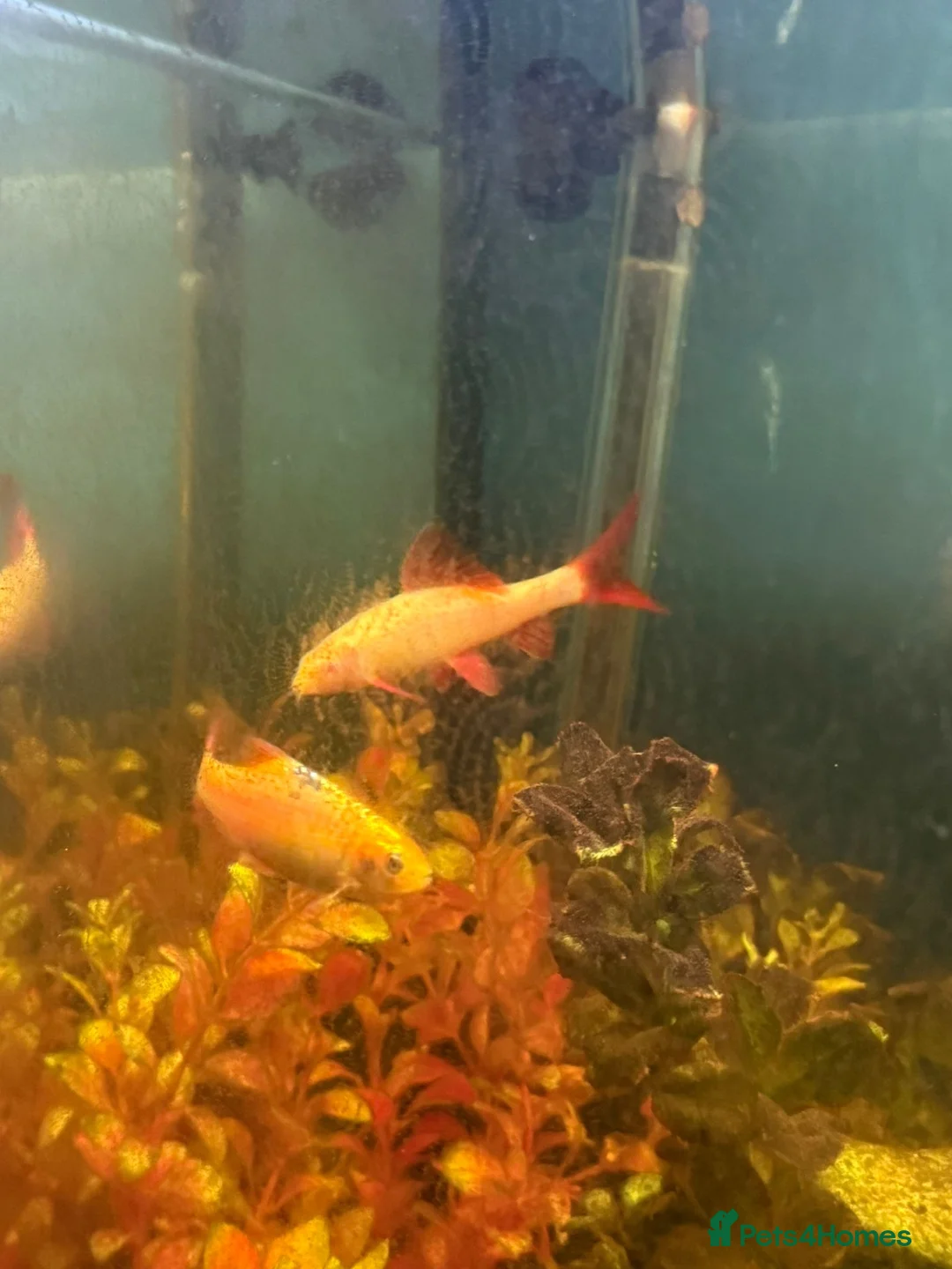 Sharks fish for sale: Selling assortment of tropical fish - Advert 6