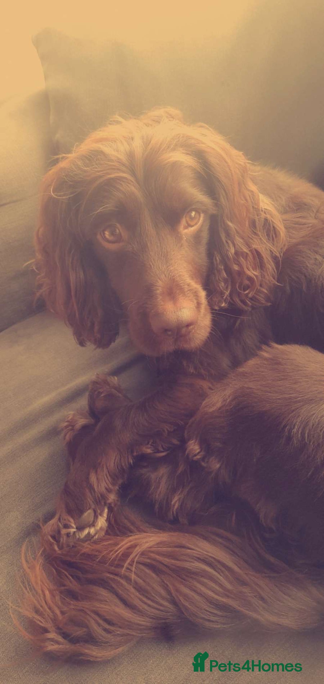 Cocker Spaniel dogs for sale: Working Cocker Spaniels - Advert 12