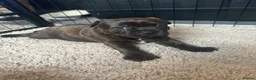 Staffordshire Bull Terrier dogs for sale: 🐾 Beautiful Brindle Staffordshire Terrier Boy  - Advert 2
