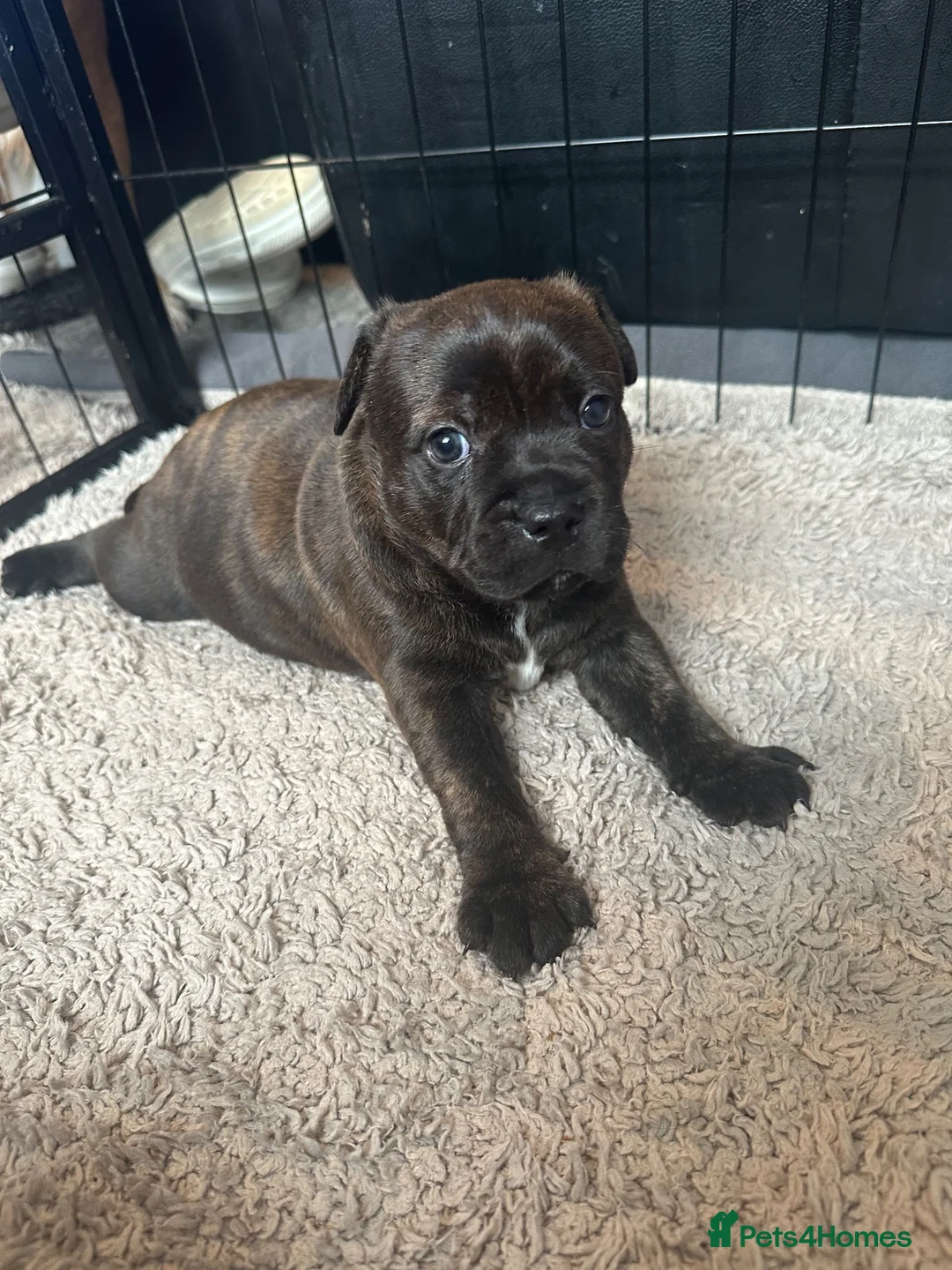 Staffordshire Bull Terrier dogs for sale: 🐾 Beautiful Brindle Staffordshire Terrier Boy  - Advert 2