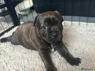 Staffordshire Bull Terrier dogs 🐾 Beautiful Brindle Staffordshire Terrier Boy - Advert 2