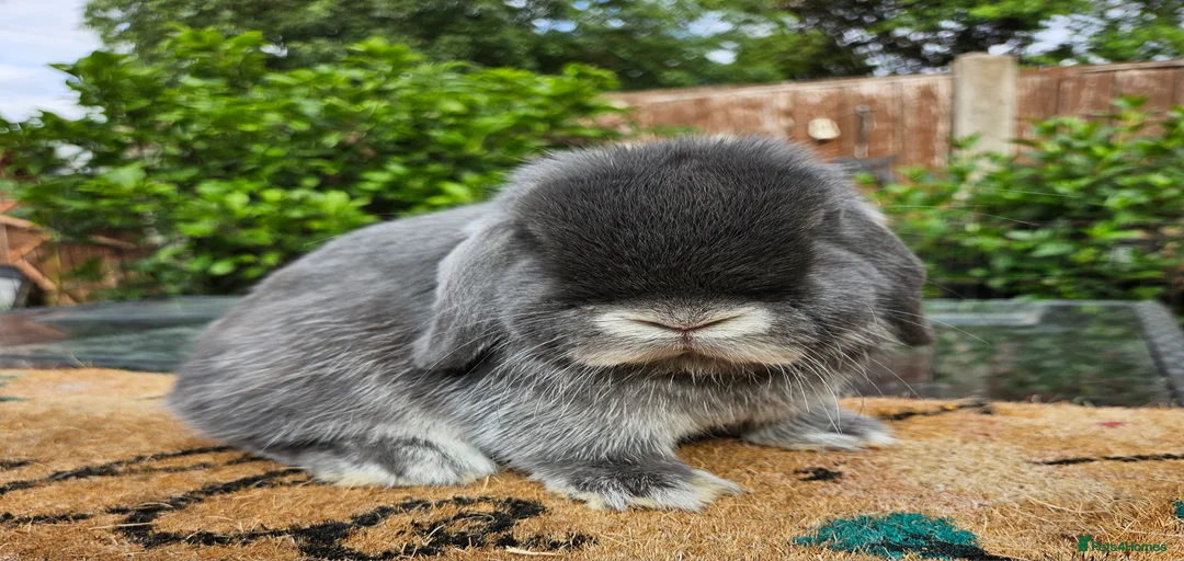 Gallery Image {{count}}