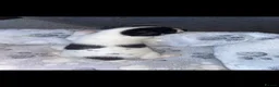 Jack Russell dogs for sale: Hayley smith - Advert 5