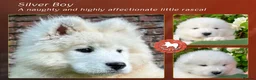 Samoyed dogs for sale: KC registered Samoyed puppies Champ Sire - Advert 5