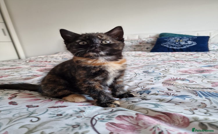 Domestic Shorthair cats - Advert 1