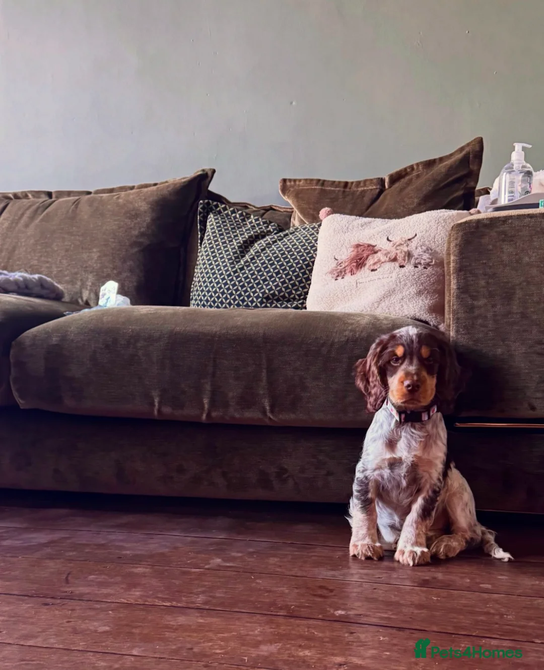 Sprocker dogs for sale: REHOME Cocker/ Springer spaniel girl (5 months) - Advert 2