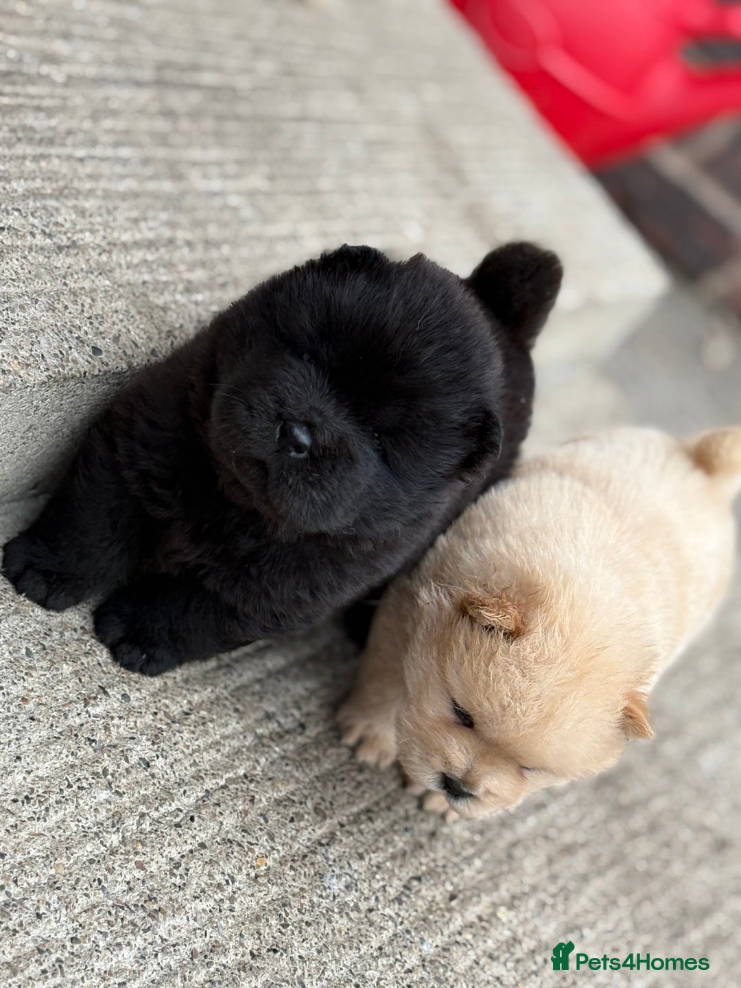 Chow Chow dogs for sale: KC REG CHOW CHOW PUPPIES - Image 8