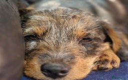 Mixed Breed dogs for sale: Wire haired dachshund x rottweiller - Image 2
