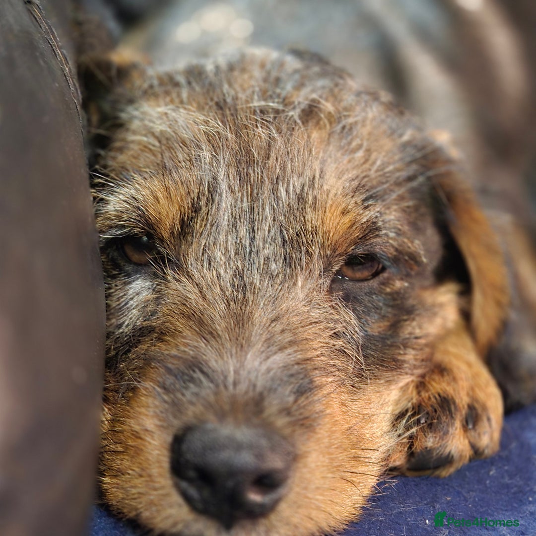 Mixed Breed dogs for sale: Wire haired dachshund x rottweiller - Image 2