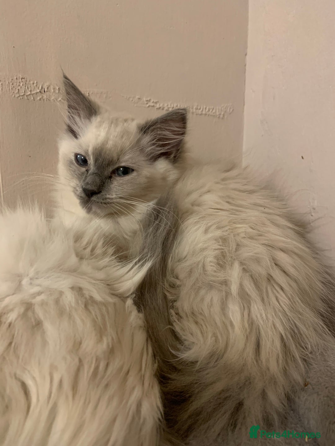 Ragdoll cats for sale: 4 Ragdoll kittens  - Advert 5