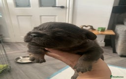 French Bulldog dogs for sale:  French Bulldog beautiful litter of boys and girls - Image 9