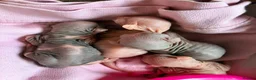 Sphynx cats for sale: 2 Sphynx kittens looking for forever homes  - Advert 3