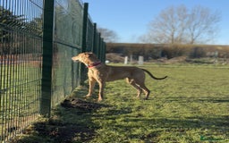 Mixed Breed dogs for sale: Saluki Bull Grey Puppies  - Image 4