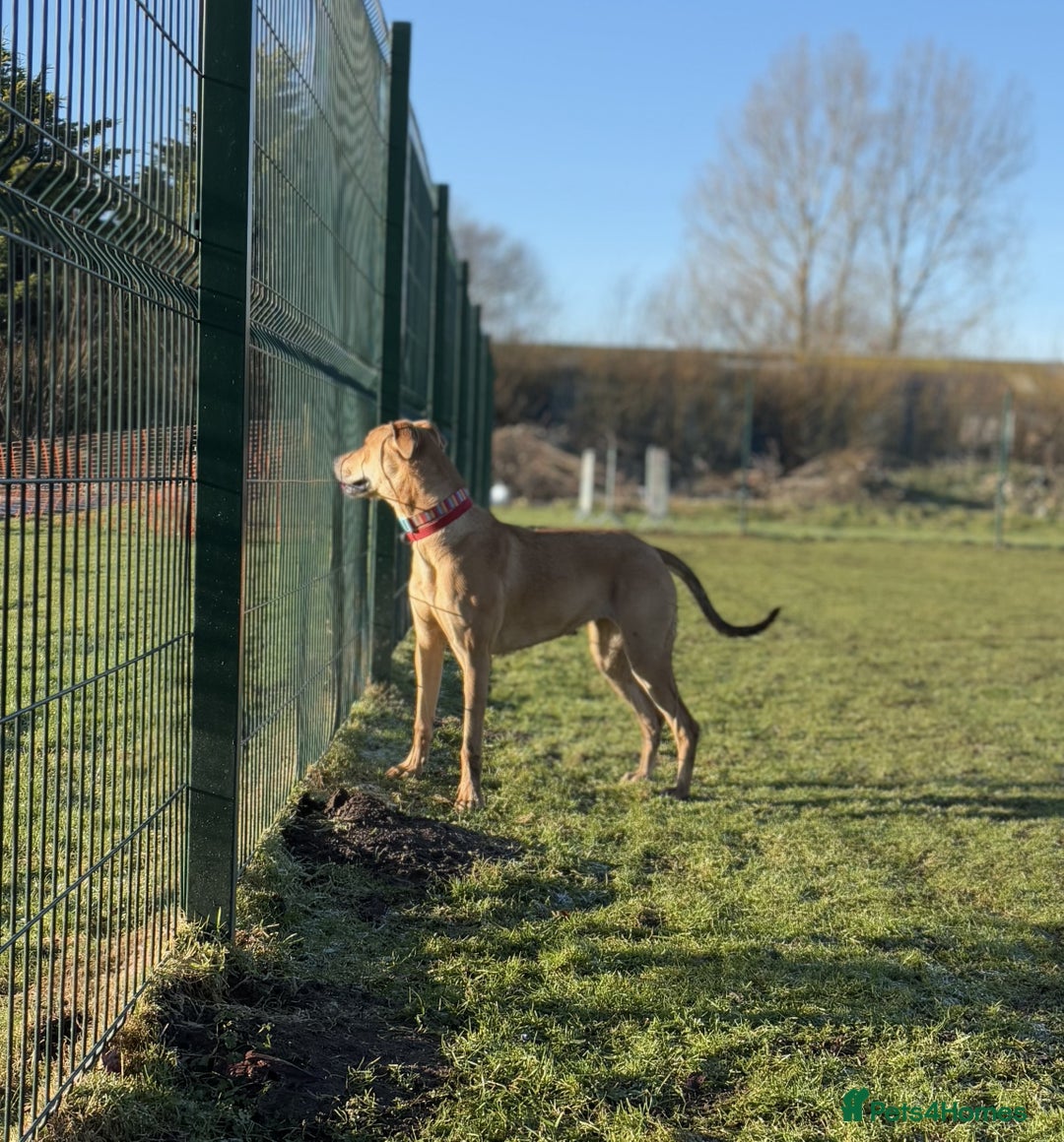 Mixed Breed dogs for sale: Saluki Bull Grey Puppies  - Image 4