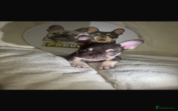 French Bulldog dogs for sale: French Bulldog puppies for sale - Image 22
