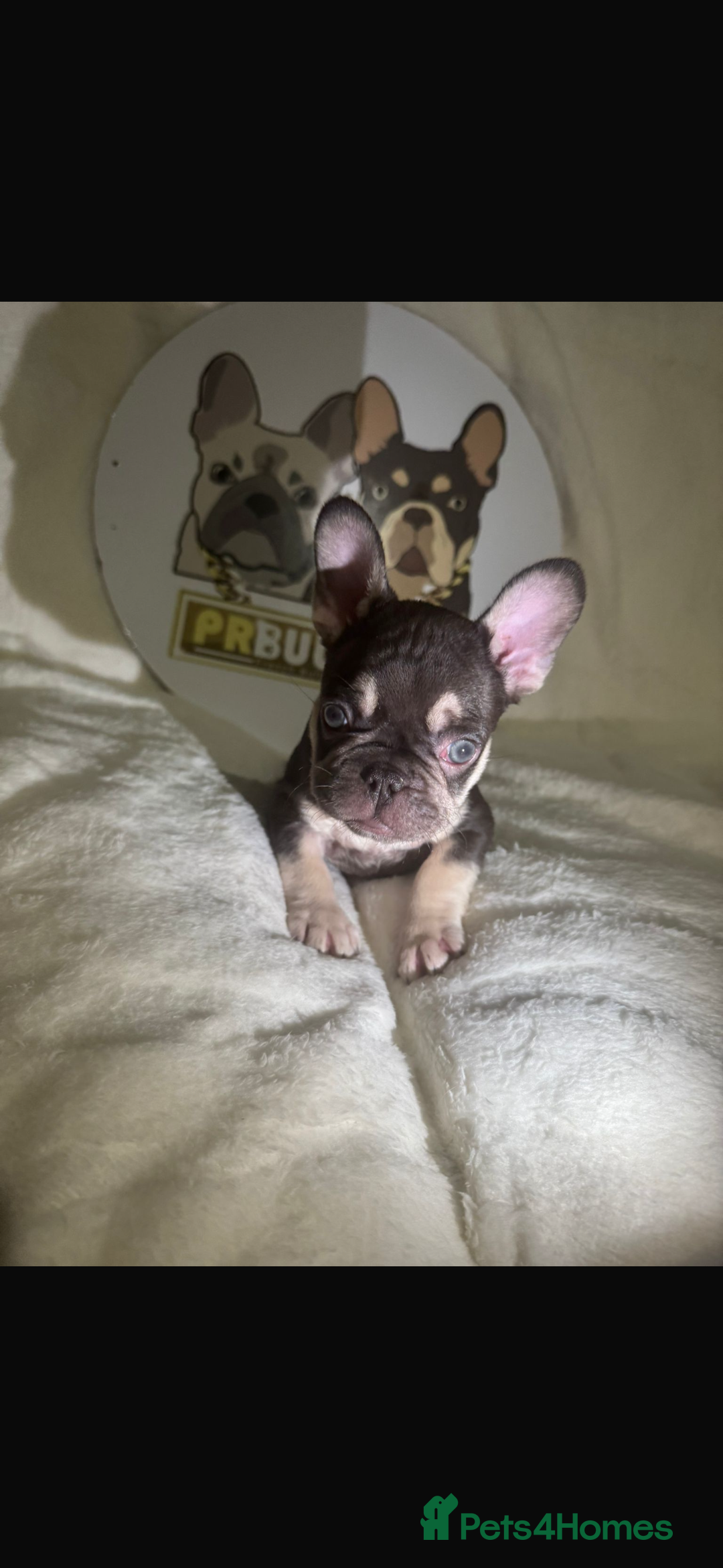 French Bulldog dogs for sale: French Bulldog puppies for sale - Image 22