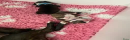 Boston Terrier dogs for sale: Five gorgeous puppies, looking for a forever home - Advert 5