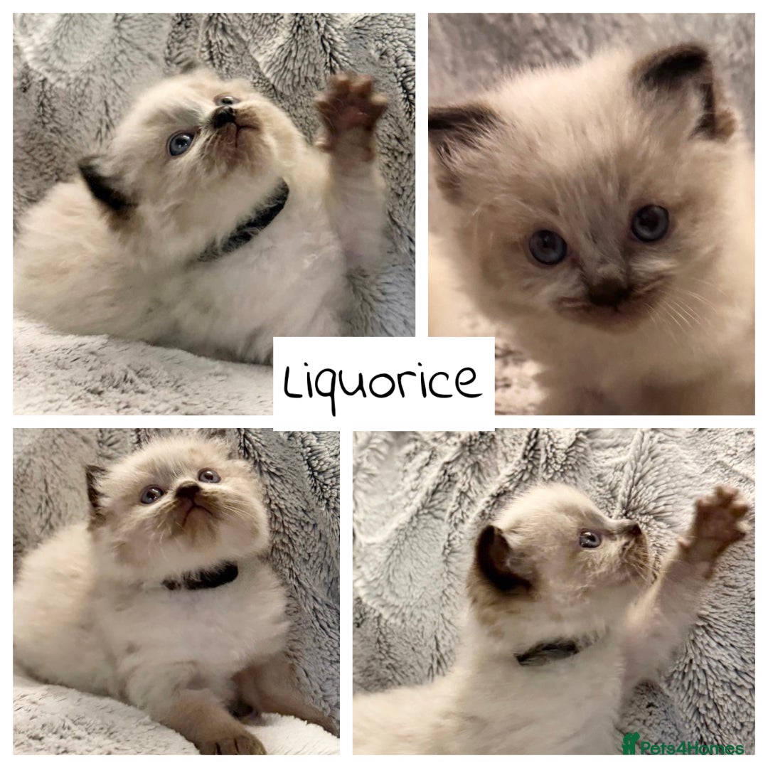 Ragdoll cats for sale: GCCF Exceptional Pedigree Ragdolls 🌸 - Advert 33