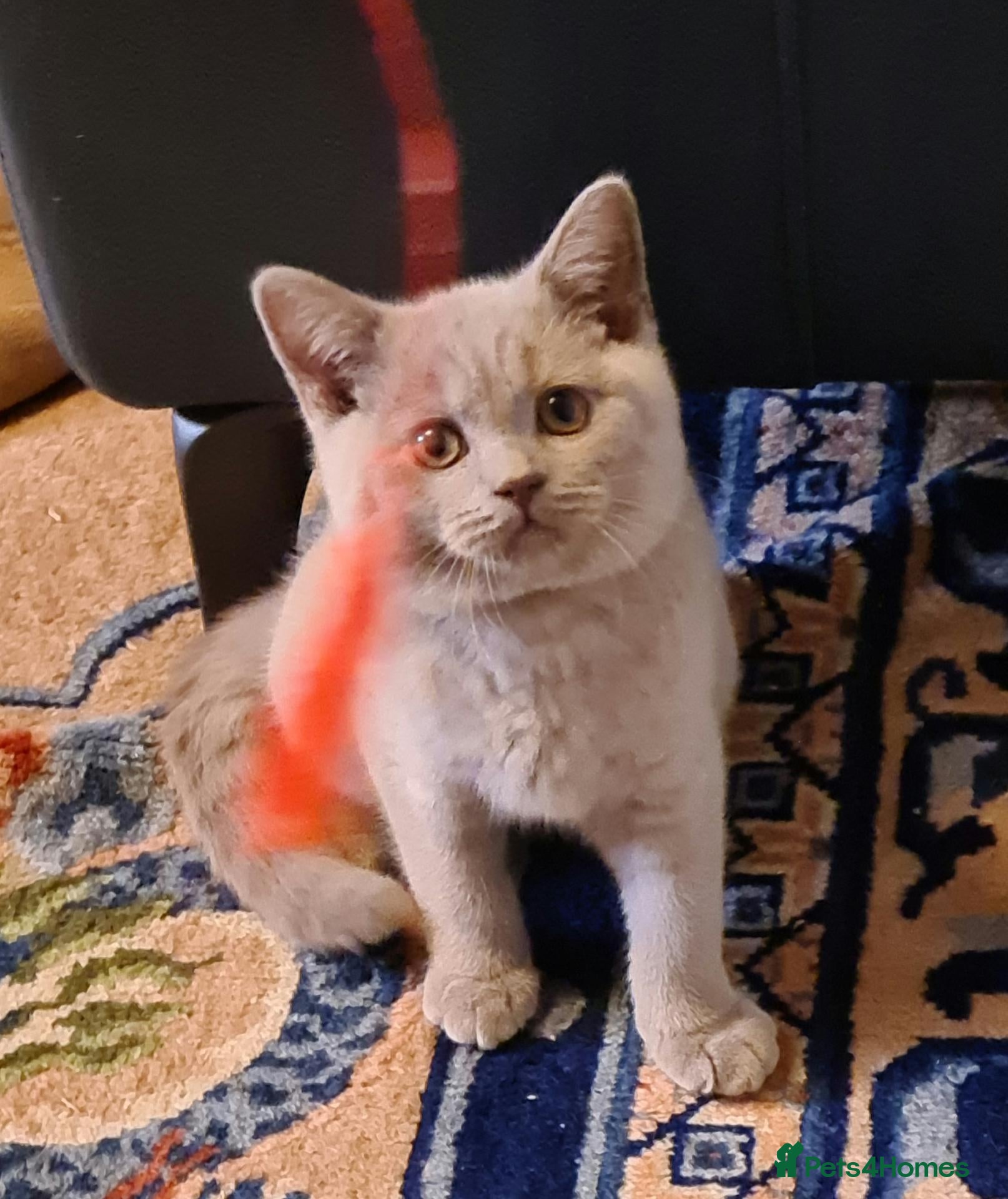 Scottish Fold cats for sale: GORGIOUS LILAC BRITISH SHORTHAIR MALE KITTEN - Advert 2