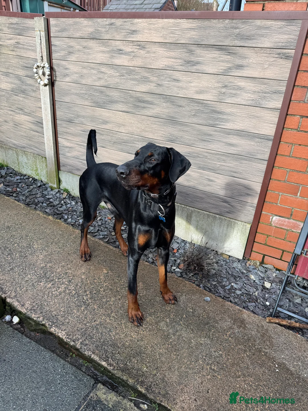 Dobermann dogs for sale: Rehoming doberman  - Advert 9