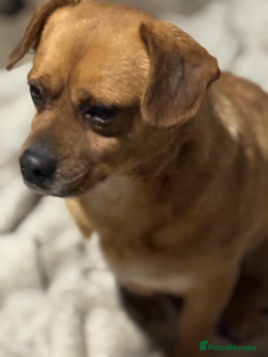 Mixed Breed dogs for adoption: Richie Looking For a Family  - Advert 5