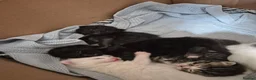 Mixed Breed cats for sale: 5 little kittens - Advert 14