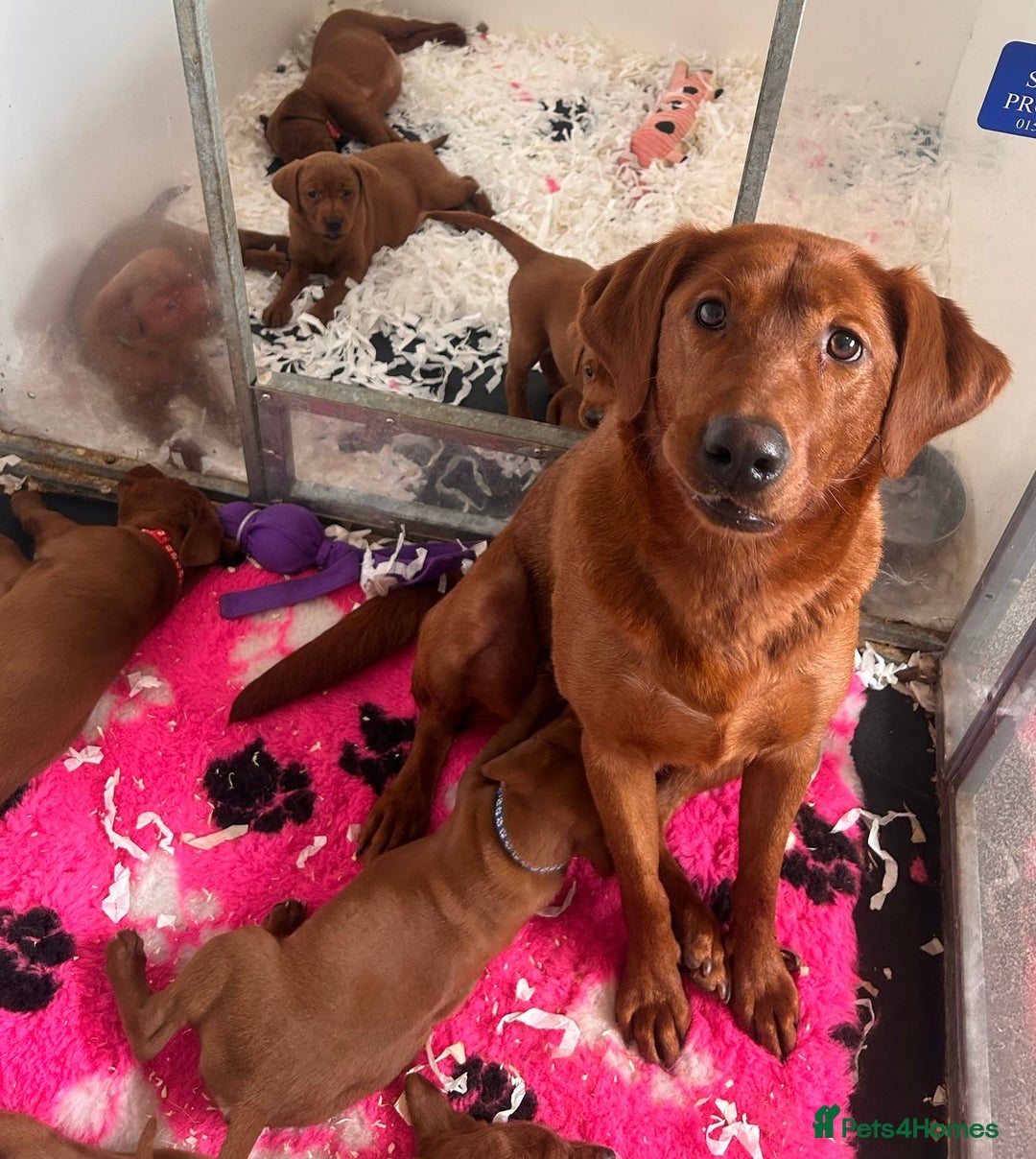 Labrador Retriever dogs for sale: Outstanding quality Darkest Fox Red Labrador pups - Advert 1
