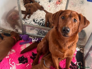 Labrador Retriever dogs Outstanding quality Darkest Fox Red Labrador pups - Advert 7