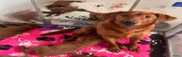 Labrador Retriever dogs for sale: Outstanding quality Darkest Fox Red Labrador pups - Advert 1